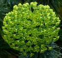 Fireglow Spurge